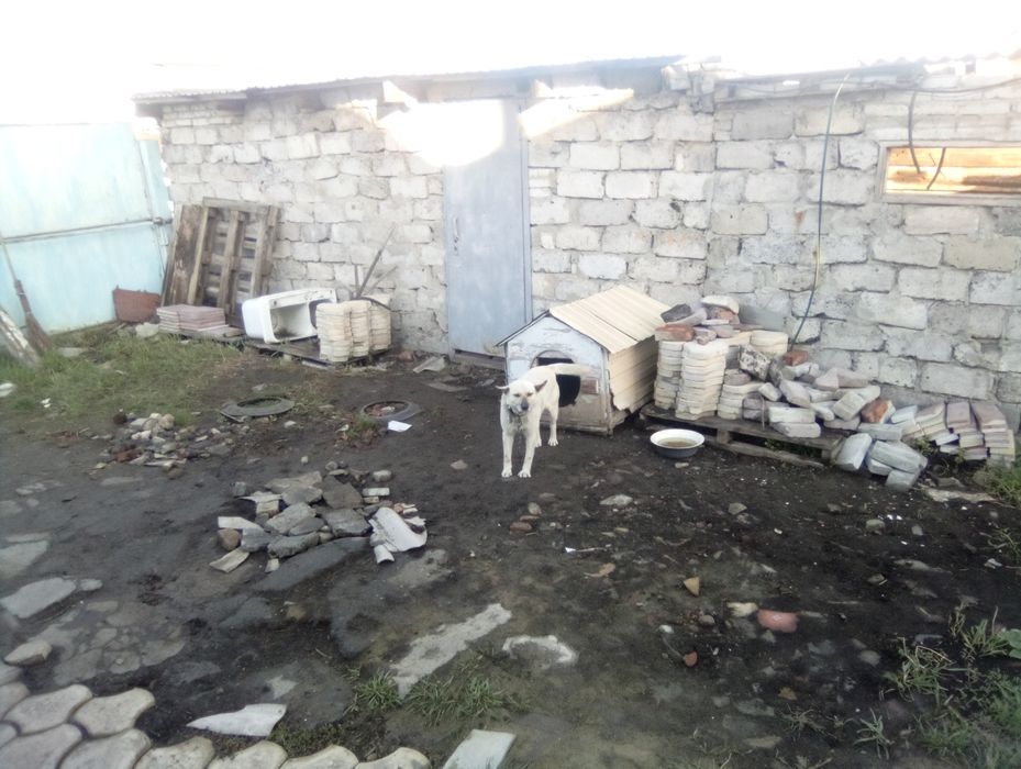 Отдам Собачку в хорошие руки.