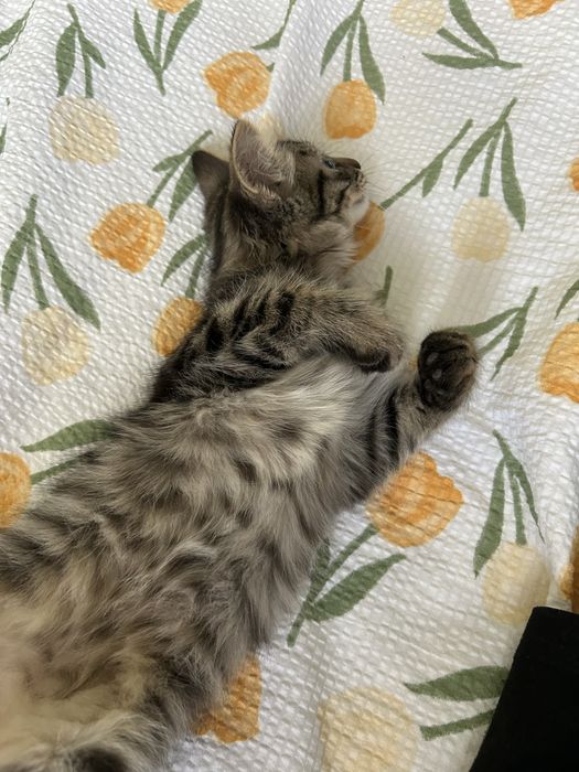 котенок сибирский