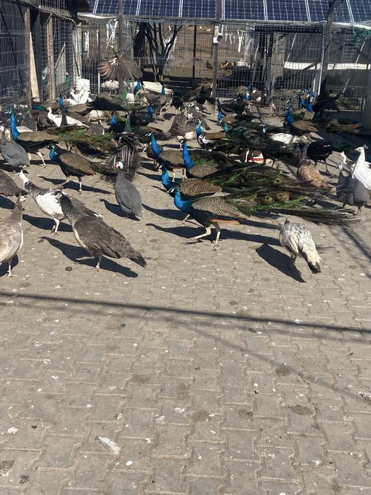 Pauni diferite culori disponibili