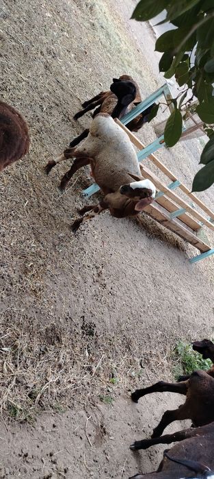 Qoy qozila sotiladi 4ta