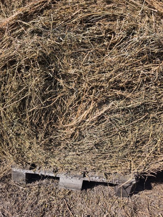 Vand baloti  lucerna ,coasa a doua ,280 ron