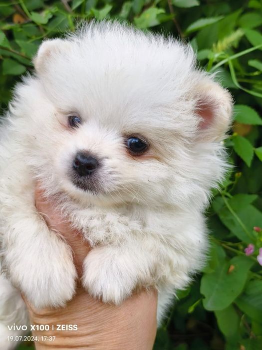 Продам щенков шпица.