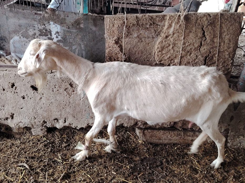 Занен ешилер сатылады