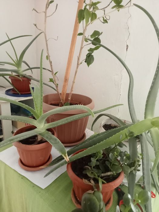 Продам алое Вера