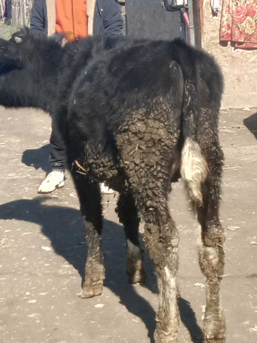Vând vițel rasa Holstein