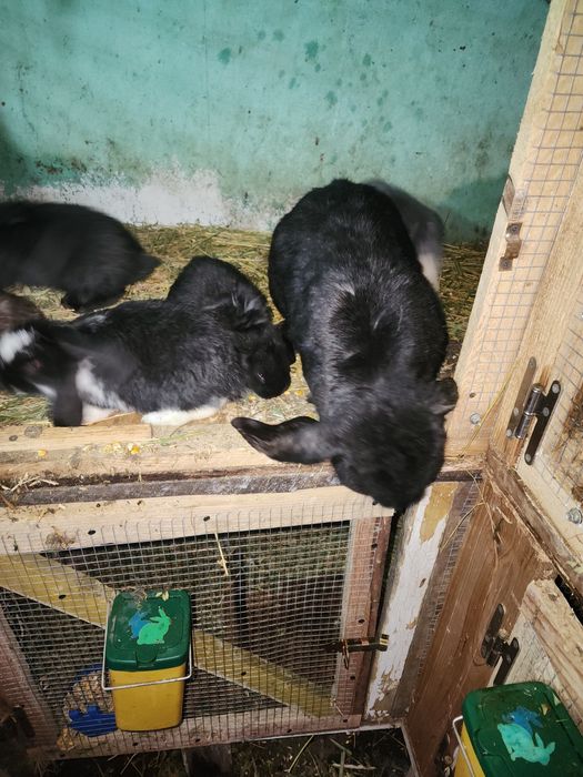 Iepuri berbec german