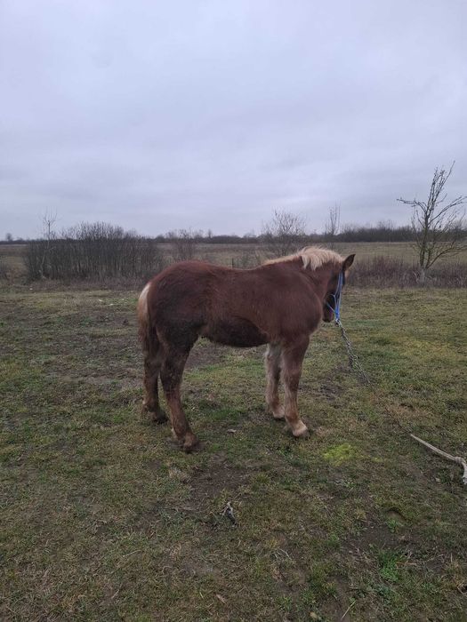 Vând mânz de 5 luni