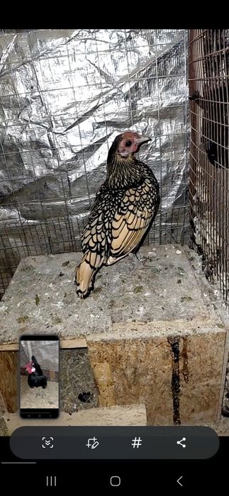 Бентам, сибарай,японла 100000