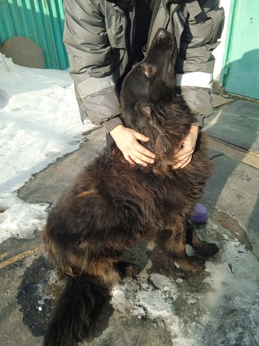 Вязка немецкой овчарки