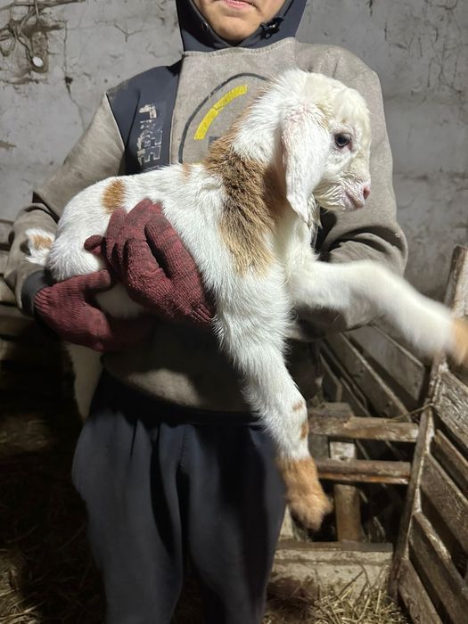 продаются козлята.