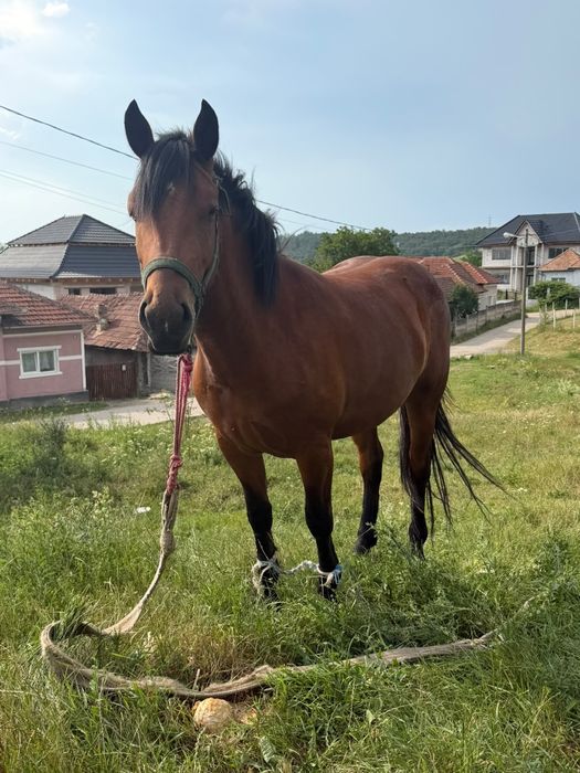 Vând iapa de 3 ani