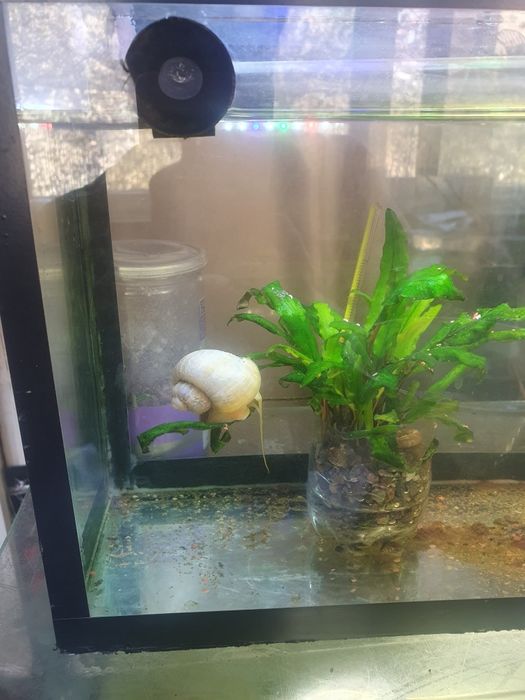 Улитки маленькие симпатюльки