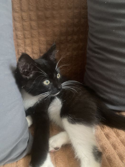 Отдам двух котят