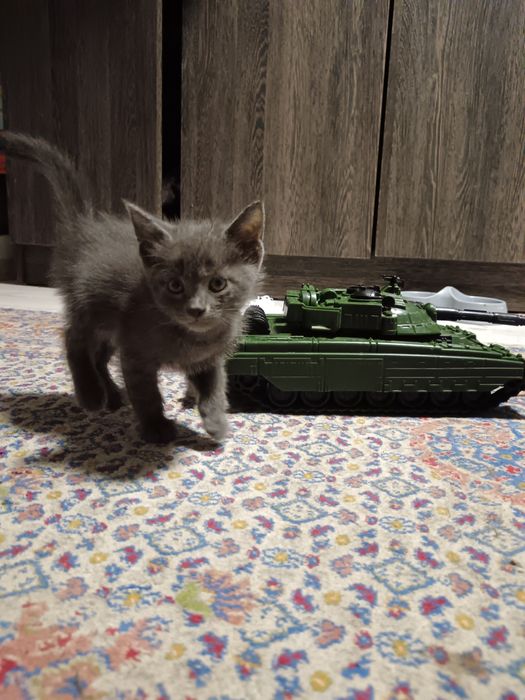 Продам котят добрым людям