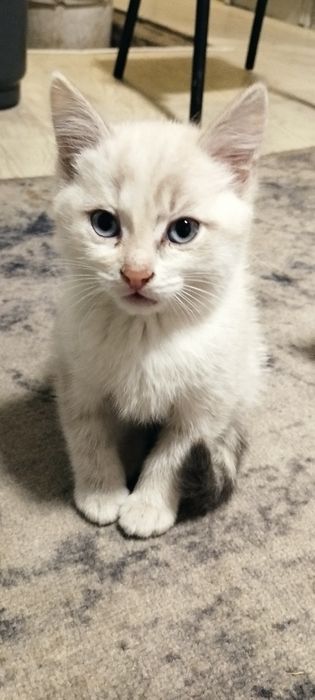 Отдам в добрые руки котят