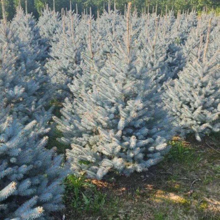 Landshaft gazon xizmati va mevali ko'chatlar. Archa qirqish obrezka