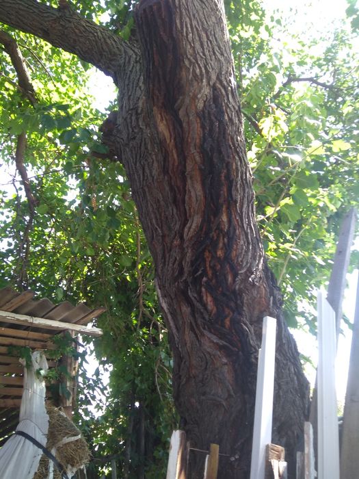 Dud in vegetatie de vanzare