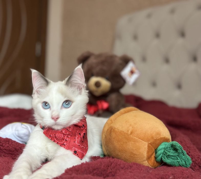 Регдол / Ragdoll