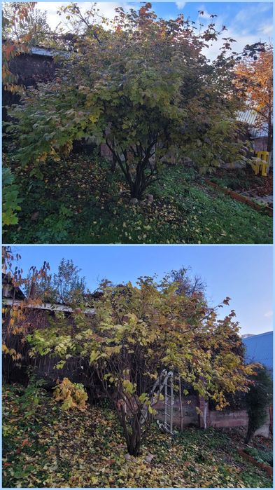 Обрезка плодовых, хвойных, лиственных деревьев