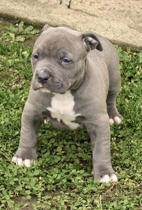 Американско Були ХЛ / American Bully XL  2 момчета и 1 момиче