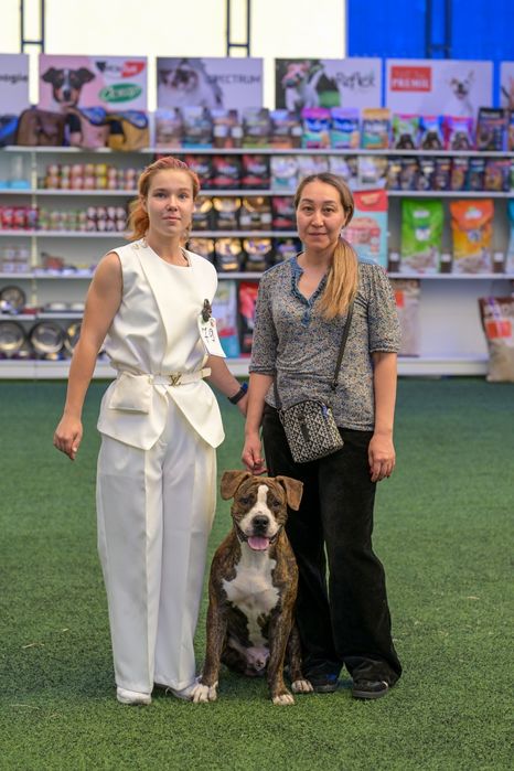 Дрессировка собак/ Кинолог