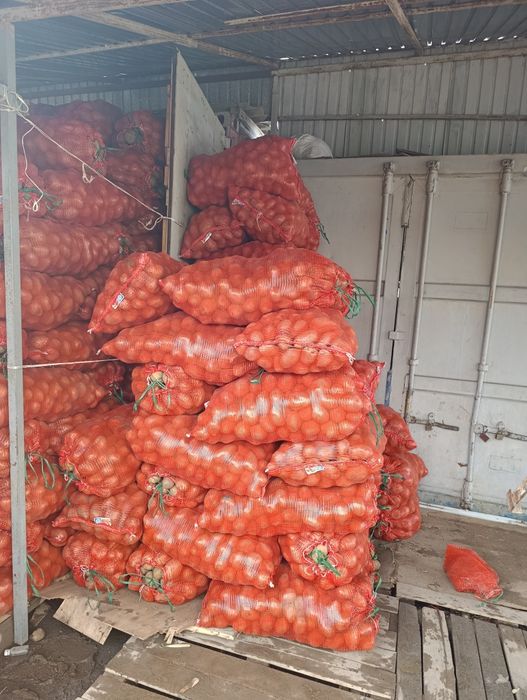 Картошка едовая сорт Гала