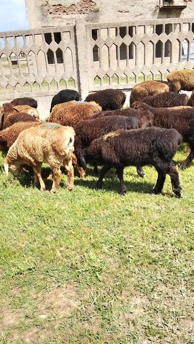 Продам декабрьский токты кошкар