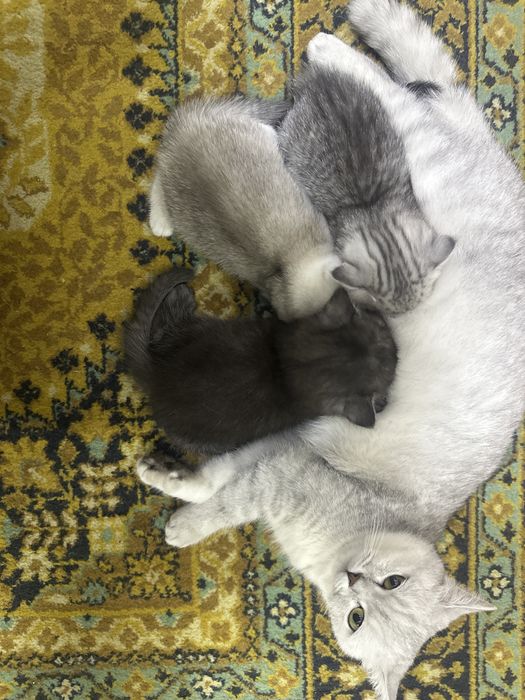 Британская короткашерстная кошка