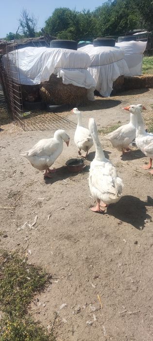 Gâște americane grase