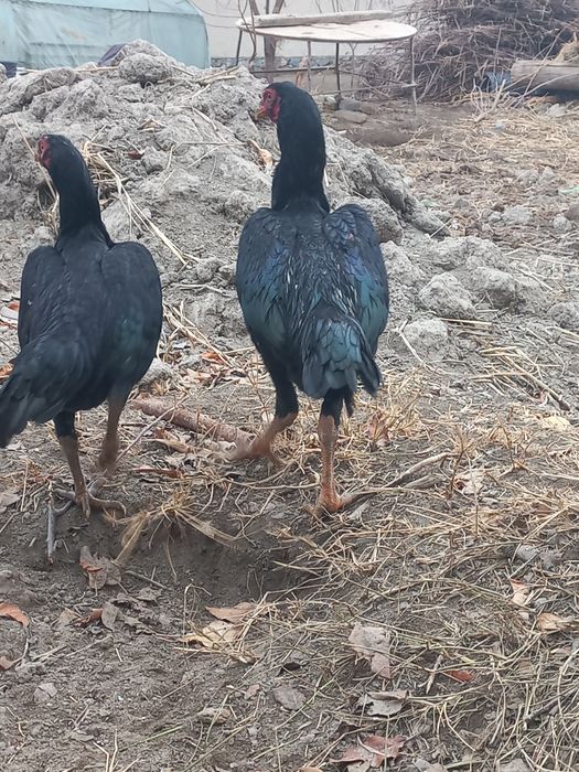 Хўрозлар даканг соғлом