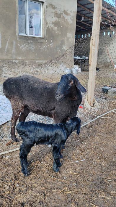 Қозылы қой сатылады