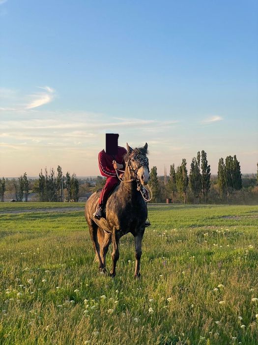 Айгыр Конь Рысак Кокпар