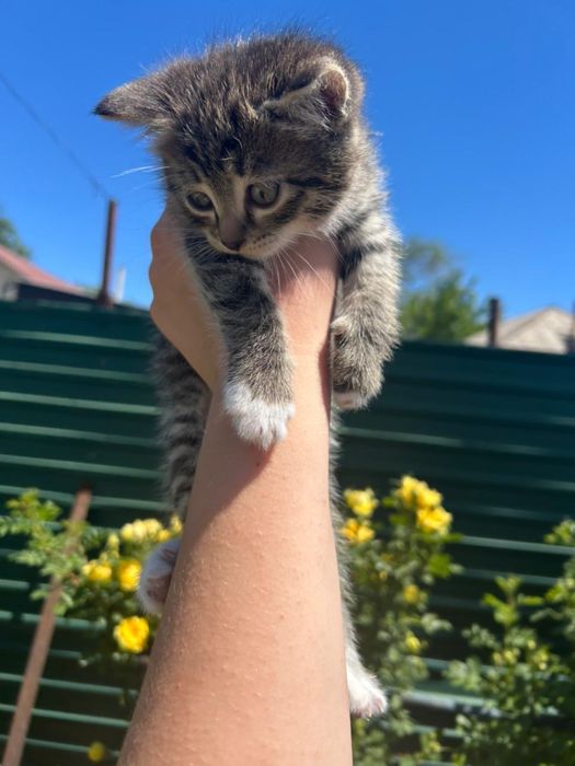 Отдам Котят 2мальчика 1девочка