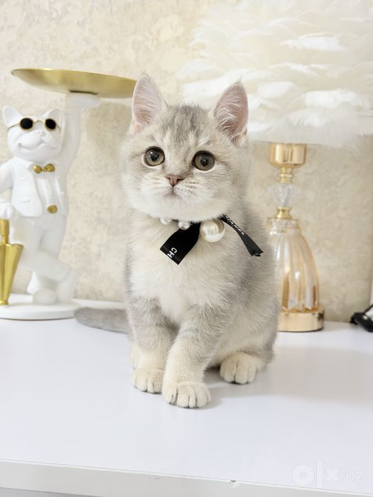 Чистокровные котята