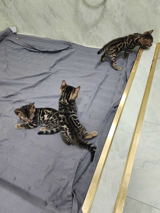 Бенгальские котята