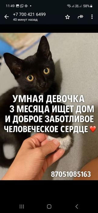 Котята в добрые руки