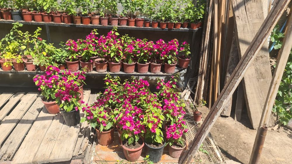 Bugunvelia gullari sotiladi