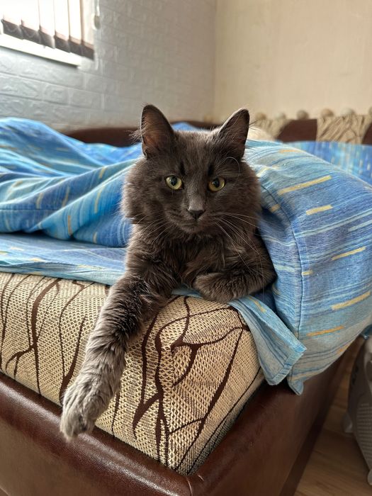 Търси се СПЕШНО дом на мъжки котарак