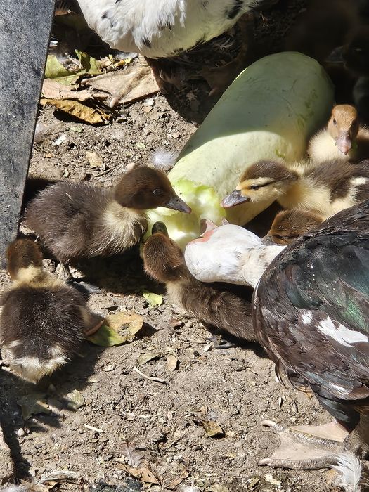 De vinzare rățuște mute,cu s.au fara rața  mama,10 ron buc