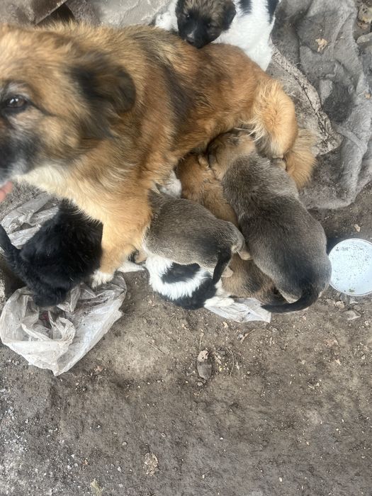 Отдам щенят в хорошие руки