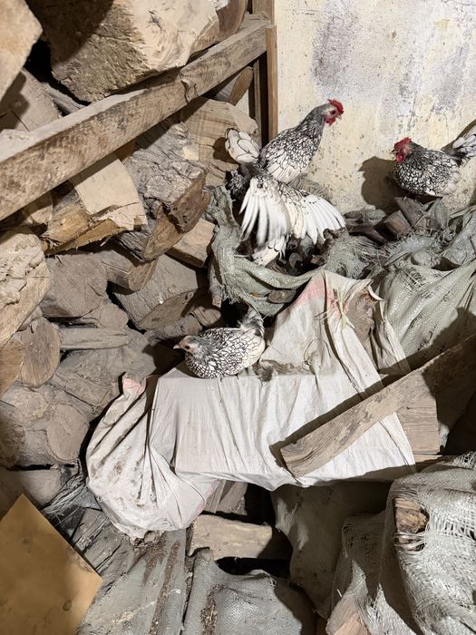 Сибраит и кудрявий