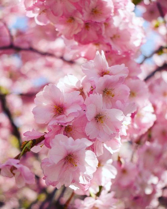 Японский Сакура сорт канзан