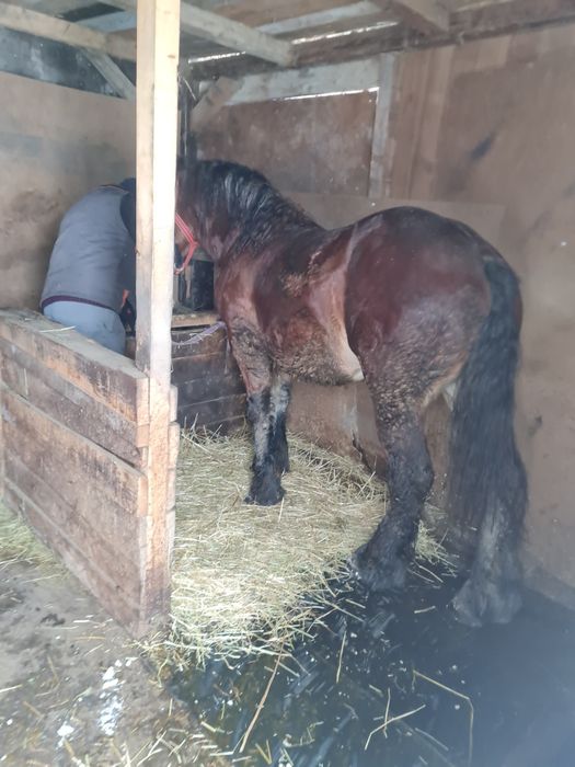 Vând mânz de un an și 10 luni