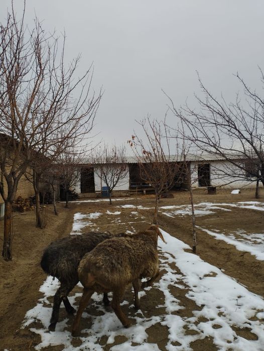 55-65 кг шығады.