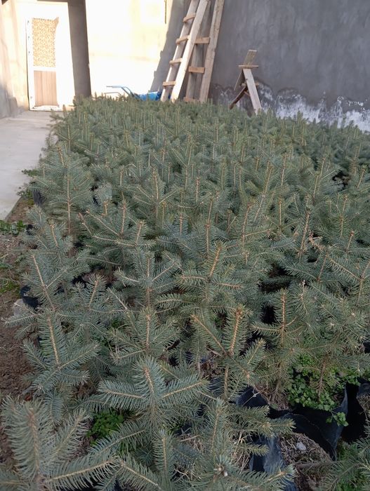 Голубой ел сорт Костер