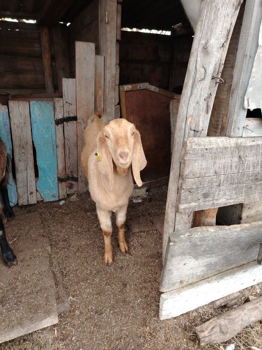 Есть козёл для случки коз оброщайтесь