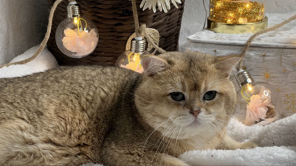 Вязка чистокровный британец