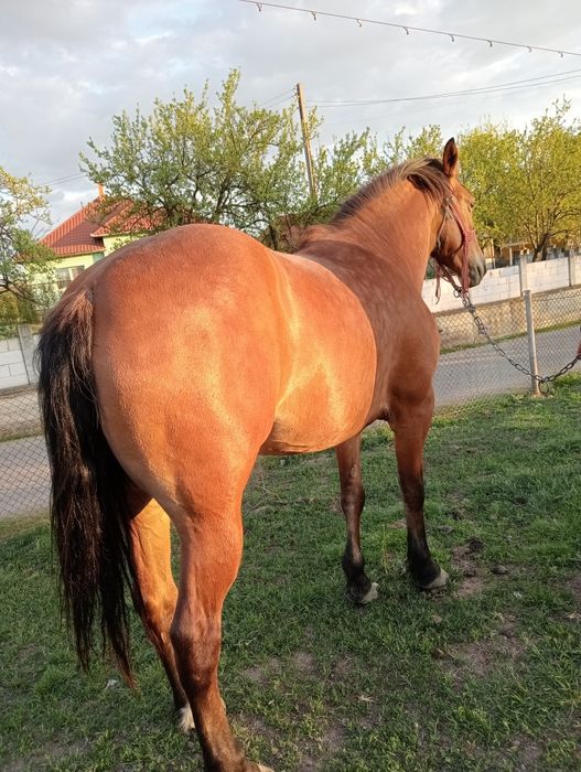 Vând mânză de 3 ani