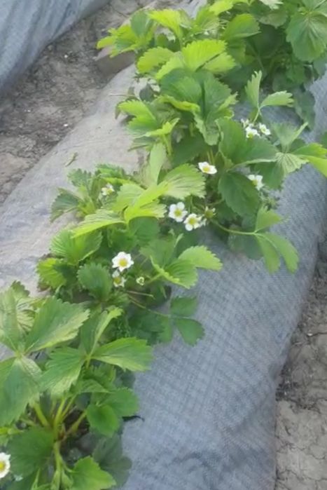 Stoloni/ răsad căpșuni