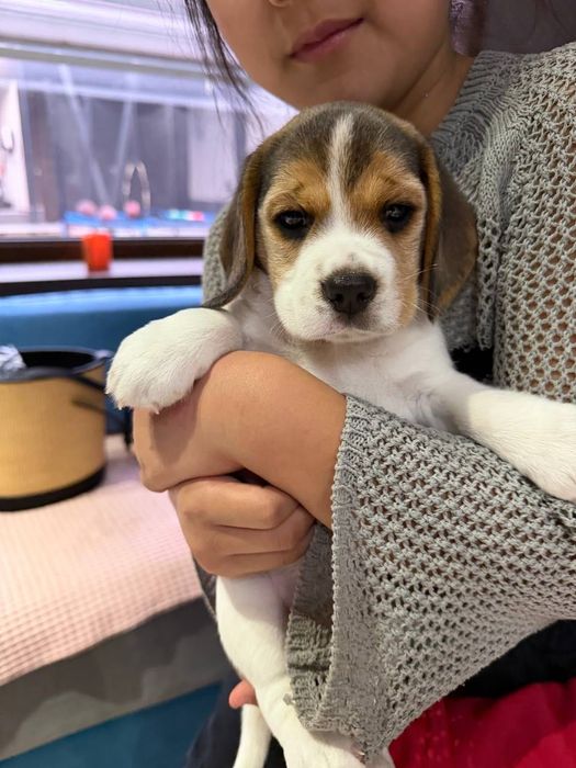 Биглбь , девочка 1 месяц , с родословной